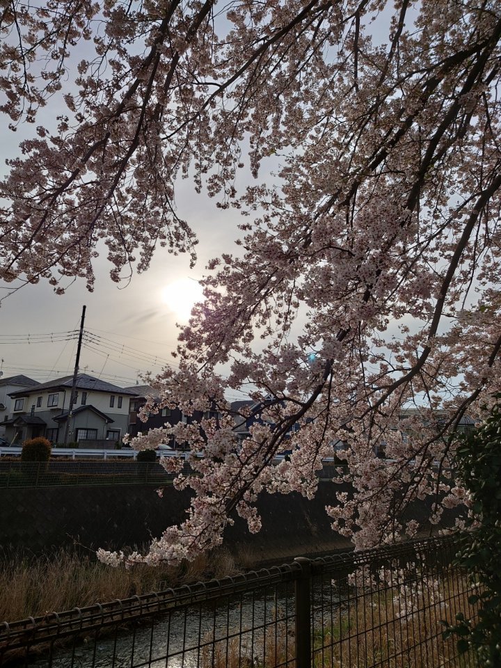 境川桜