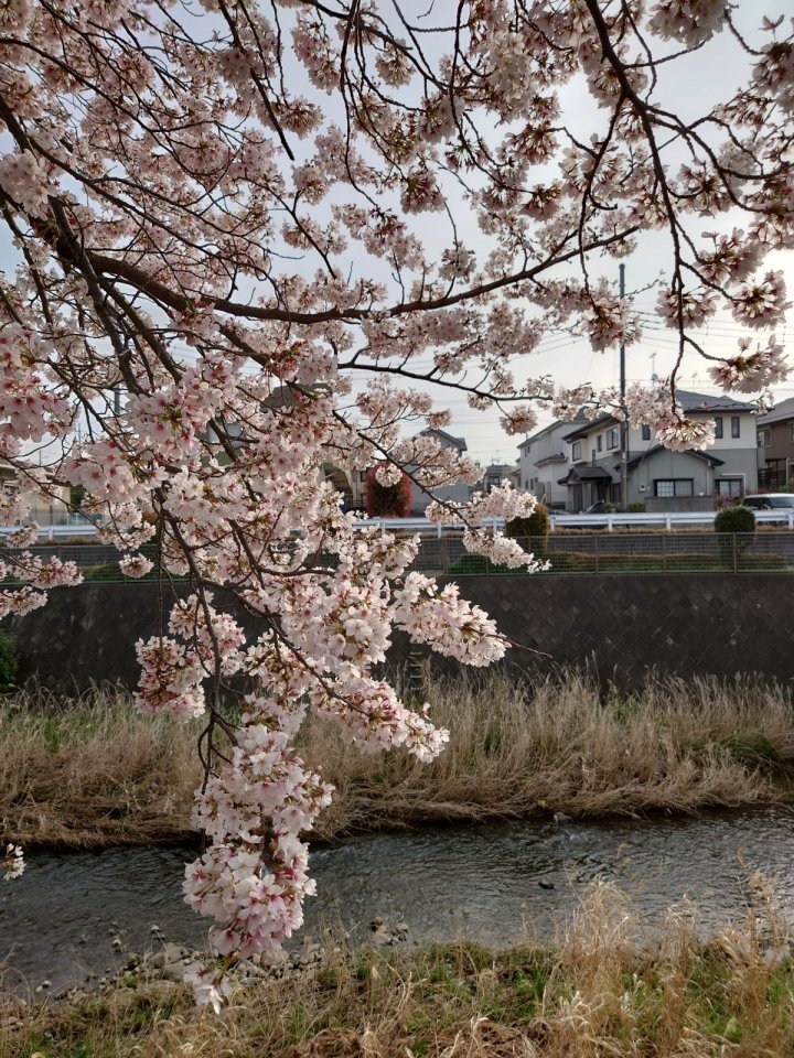 境川桜